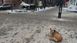 Инициативу по борьбе с бездомными животными готовят власти Ставрополья
