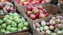 В плодохранилищах Ставропольского края на хранении находится более 25 тыс. тонн яблок