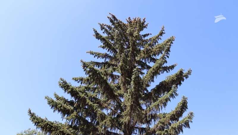 Губернатор Ставрополья: лесной фонд восстановят на Кавминводах