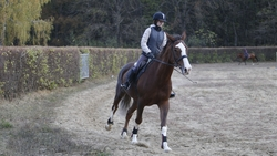 Власти Ставрополья разработали новую меру господдержки для коневодов