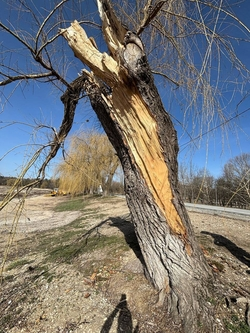 15 аварийных деревьев спилят на озере в Пятигорске