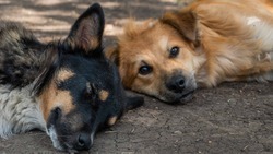 Мэр Пятигорска Дмитрий Ворошилов назвал фейком информацию о травле собак в посёлке Горячеводском