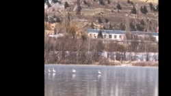 Отдыхавшим на кисловодском озере лебедям вызвали спасателей