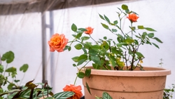 Выставка комнатных и садовых растений пройдёт в Пятигорске