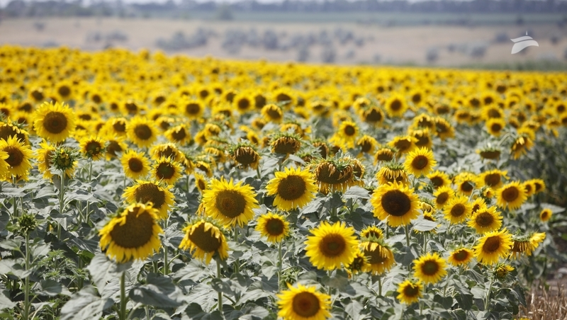 Фермеры могут получить гранты до 4,4 млн рублей на Ставрополье 