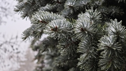 Пасмурная погода и снег ожидаются в Пятигорске 8 февраля