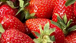 8 тонн садовой земляники собрали на Ставрополье