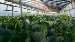 Производство тепличных овощей и ягод на Ставрополье выросло на 15%