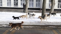 Уголовное дело после нападения собак на женщину возбудили в Пятигорске