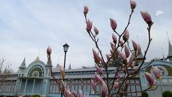 Магнолия расцвела в Пятигорске