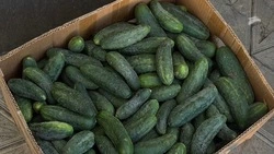 Огурцы подорожали, а яблоки подешевели на Ставрополье