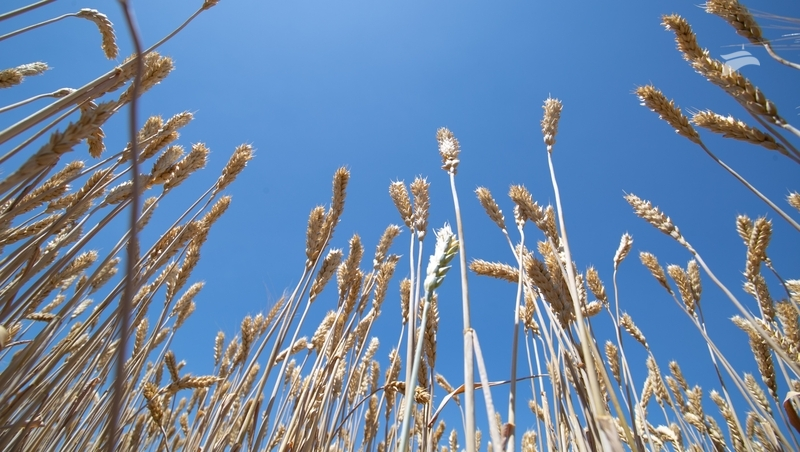 Уборочная кампания проходит в штатном режиме на Ставрополье