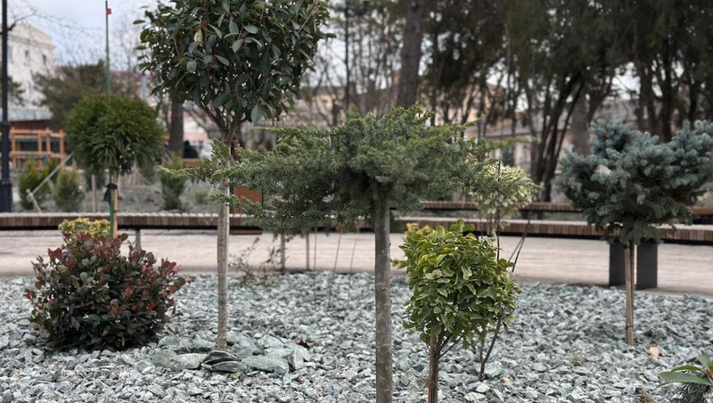 Более 20 тыс. зелёных насаждений появилось в Пятигорске в 2024 году