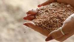 Семена из Ставропольского края будут поставлять в Армению