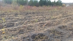 Молодёжь Пятигорска поучаствовала в высадке деревьев 