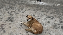 Жители Пятигорска жалуются на увеличение бездомных собак на улицах