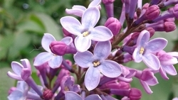 Белгородскую сирень высадили в Пятигорске