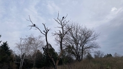 Пасмурная погода и туман ожидаются в Пятигорске 14 ноября