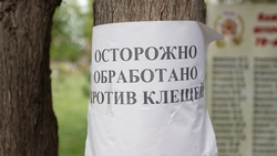 Ставропольцев предупредили о ранней активности клещей в крае