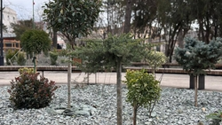 Более 20 тыс. зелёных насаждений появилось в Пятигорске в 2024 году