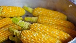 В Ставропольском крае увеличивают объемы собственного производства семян кукурузы