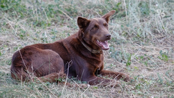 15 тыс. рублей взыскали за нападение собаки в Лермонтове после иска прокурора