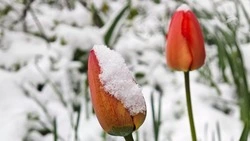 Ночные заморозки ожидаются на Ставрополье 30 апреля