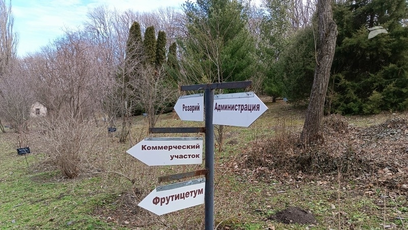 В дендрарии Пятигорска растут редкие тюльпановые и платочковые деревья