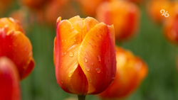 Цветочные ярмарки откроются в Пятигорске к 8 марта