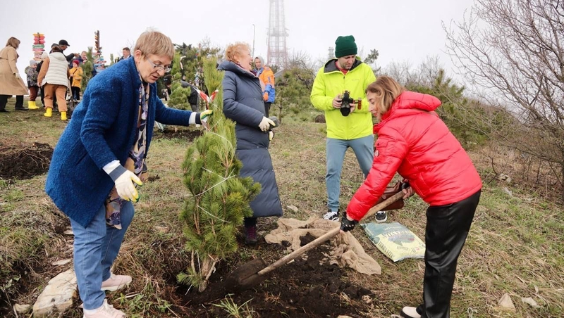 Крымские сосны высадили в Пятигорске