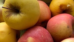 Суперинтенсивные сады в Ставропольском крае обеспечивают больше половины урожая яблок 