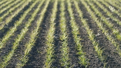 Более 206 тыс. га яровых культур посеяли на Ставрополье