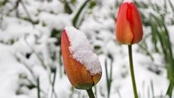 Штормовое предупреждение объявили в Ставропольском крае из-за заморозков