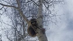 Спасённого с дерева пятигорского енота передали в приют