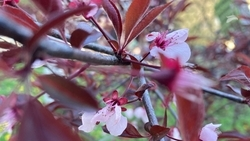 Весь день будет безоблачно в Пятигорске 17 апреля