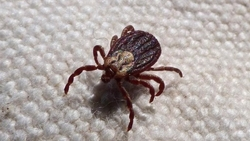 Ставропольцев предупредили об активности голодных и агрессивных клещей