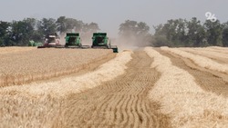 Около 600 тыс. тонн зерна намолотили аграрии Ставропольского края
