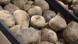 Урожай сахарной свёклы на Ставрополье составляет 1,6 млн тонн