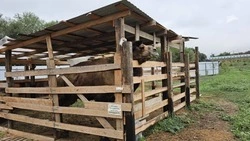 Отбор получателей субсидий на развитие агротуризма стартовал на Ставрополье