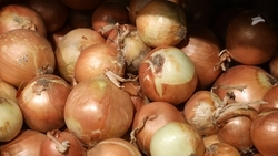 Уборка лука продолжается на Ставрополье 