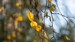 Холодная погода с небольшими осадками ожидает Пятигорск 17 января