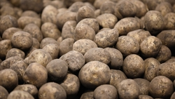 Президент федерации тхэквондо КЧР занимается культивацией картошки