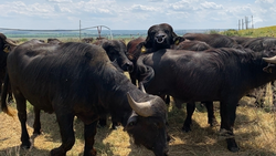 Ставрополье развивает агротуризм с акцентом на виноделие и экофермы