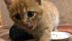 Житель Пятигорска рассказал, как спас котёнка и забрал к себе домой