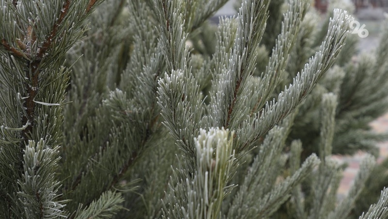 За рубку хвойных лесов на Ставрополье введены штрафы до 300 тыс. рублей