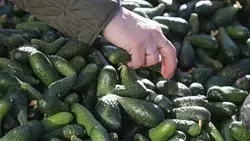 Огурцы и баранина подешевели на Ставрополье в конце апреля