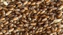 В Ставропольском крае более 370 тысяч тонн семян пройдут экспертизу