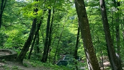 Самовольный выпас скота пресекли в Бештаугорском лесхозе на Ставрополье