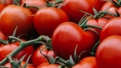 Ставропольский край является лидером в стране по выращиванию томатов в защищённом грунте
