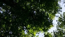 Запрет на пребывание в лесах продлили на Ставрополье до 9 августа